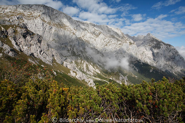 Hoher Göll felsiger Bergmassiv Foto Gipfelwand grüne Sträucher Alpen Naturbild