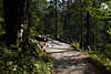 913427_Klausbachtal Waldwegbrücke Foto in grüner Naturlandschaft Waldlichtung Nationalparks Berchtesgaden