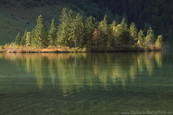 Königssee Bauminsel im Wasser Spiegelung Naturbild Stimmung im Sonnenschein