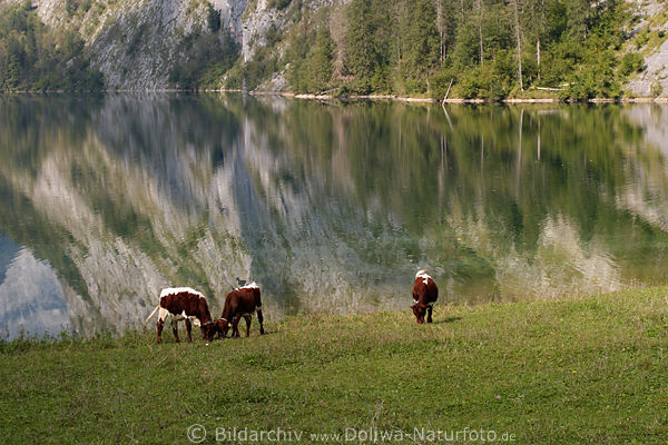 Kühe am Wasserufer Obersee Natur grasen auf traditionell bewirtschafteten Fischunkelalm