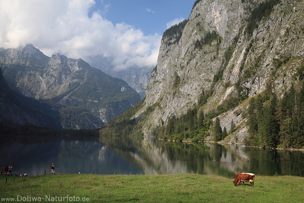 Obersee Berge Alm Kuh Wasserufer Touristen Naturfoto Alpen Nationalpark Berchtesgaden