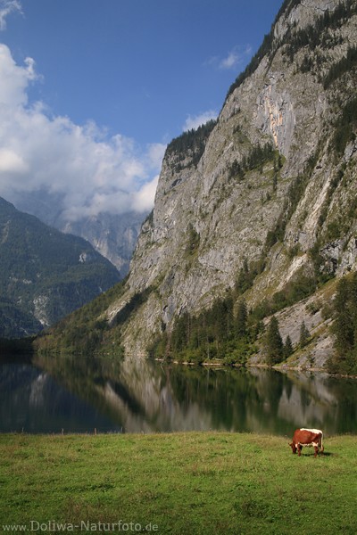 Obersee Viehweide Alpenfoto Kuh grasen in Natur Hochgebirge Gipfel Felswand am Wasser