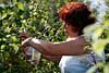 806659_ Himbeeren Erntezeit Foto: Frau bei Arbeit rote Früchte vom Himbeerstrauch pflücken in Himbeereimer