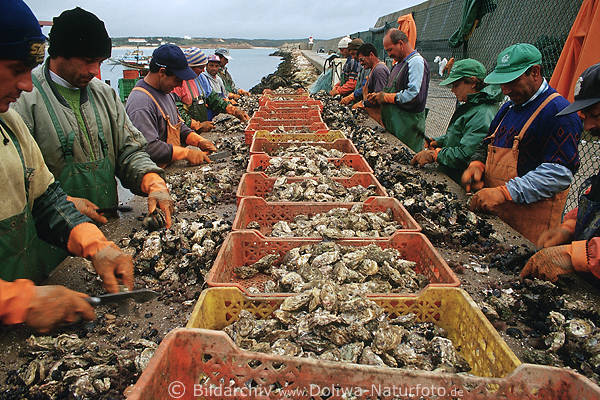 Hafenarbeiter sortieren Meeresfrüchte Austern reinigen Muscheln