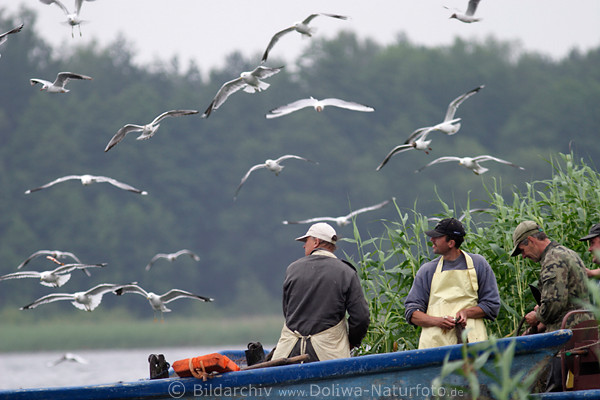 Fischer im Boot Arbeit vor Möwen-Scharen 
