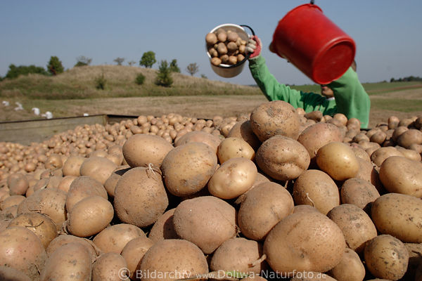 Kartoffeln Knollenhalde Erdäpfel in Eimer herauskippen auf Erntewagen