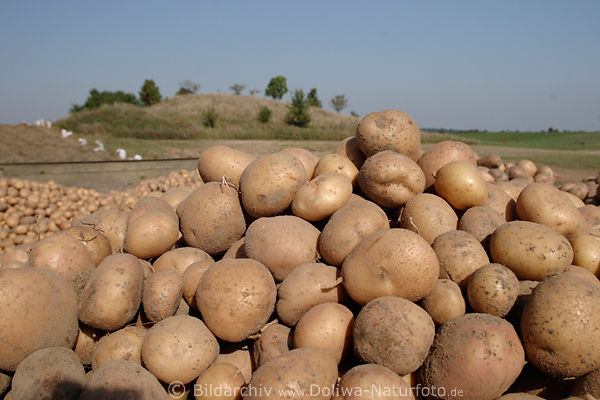 Kartoffelknollen frische Kartoffelhalde auf Ackerfeld