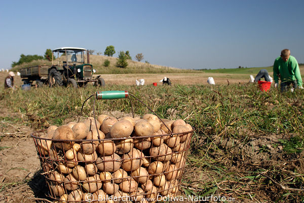 Korb mit Kartoffeln auf Ackerfeld frisch gesammelte Erdäpfel