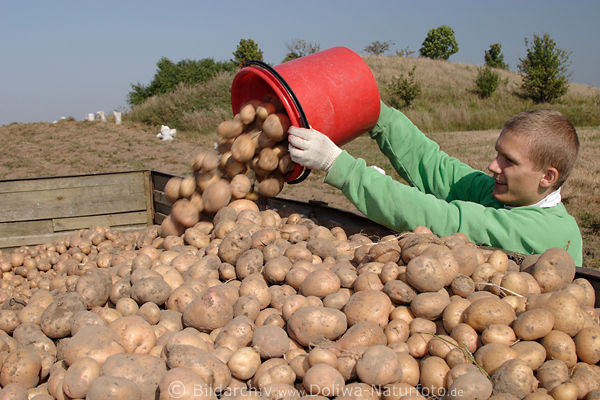 Kartoffelernte: Junge Mann mit Eimer gesammelten Erdäpfel auf Erntewagen auskippen