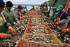 0229_Hafenarbeiter sortieren Meeresfrüchte Austern reinigen Muscheln