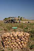 509533_ Kartoffelkorb auf Ackerfeld frischgesammelte Kartoffeln