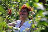 806653_Pflückarbeit macht Freude Frau lachend frisches Obst Biofrüchte pflücken in Strauchblätter