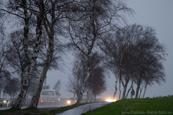 Orkan Unwetter an Strasse mit Autos Verkehr unter Bäumen in Orkanböen