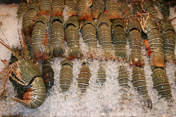 Langusten im Eis Krebstiere mit Panzer Meerfrüchte Delikatesse in Eis Speiselangusten