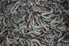 Garnelen shrimps, Krevette Palaemon serratus, Nordseegarnele, Felsengarnelen Krabbenart Menge