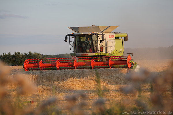 Mähdrescher Kornfeld mähen Getreide dreschen Mahd in Abendlicht Stimmungsbild