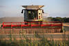 Weizenmahd mit Mähdrescher in Spätsommer Abendlicht Landwirt-Maschine mäht letzte Getreidepflanzen
