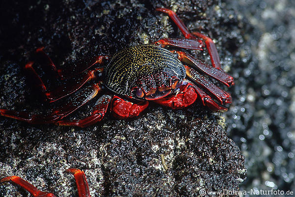 Rote Krabben am Felsvorsprung nass glitzern in Sonnenschein