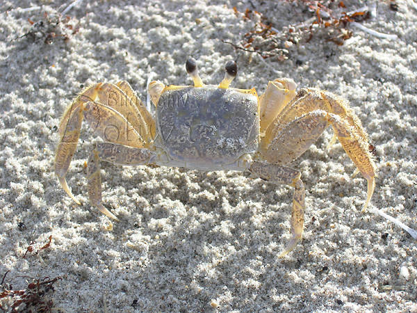 Strandkrabbe auf Sand kriechendes Krebstier