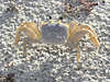 Strandkrabbe Carcinus maenas Foto auf Weissstrand, Brachyura Krebstier Tierbild