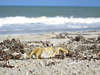 Strandkrabbe auf weissem Sand Meerblick in Melbourne USA Carcinus maenas