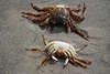 Krabben Paar im Sand am Strand in Tierfoto, Krebse Tiere auf Meeresstrand in Sonne krabbeln