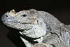 Leguan Photo Nashornleguan Cyclura cornuta Tierbild Reptil Großechse