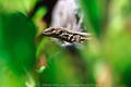 Kanarische Eidechse Foto Versteckspiel in Blätter La Palma Fauna Lacertidae Bild