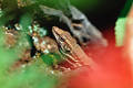 Echse photo Kanarische Eidechse Bild im Gebüsch Tier Versteckspiel