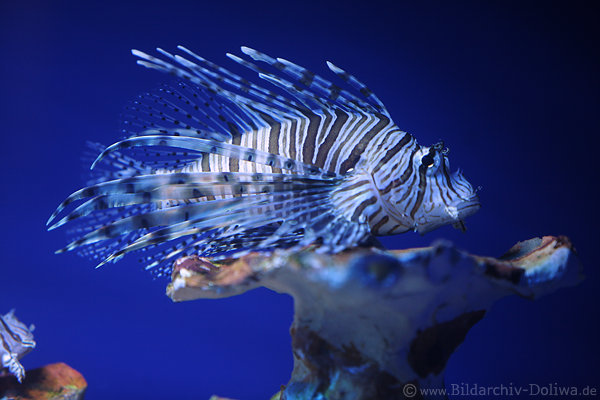 Rotfeuerfisch Profilfoto auf Riff Stachelflossen mit Gift in Blauwasser