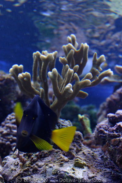 Rotmeer-Doktorfisch tiefblaue Gelbflossen am Korallenriff