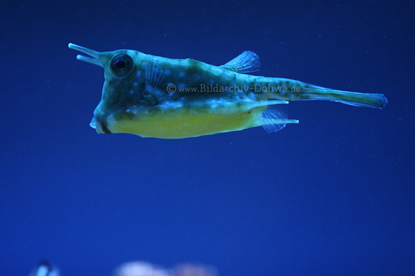 Kofferfisch Unterwasserbild schwimmender Fischexote mit 4-Hoernern