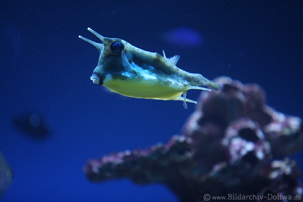 Kuhfisch schwimmend am Unterwasserfelsen auf gelben Bauch