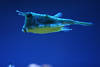 Kofferfisch mit 4-Hoerner niedlicher Panzerfisch schwimmend in Blauwasser