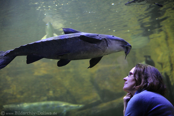 Dornwels Kujukuju Grossfisch über Frau am Aquarium-Glaswand