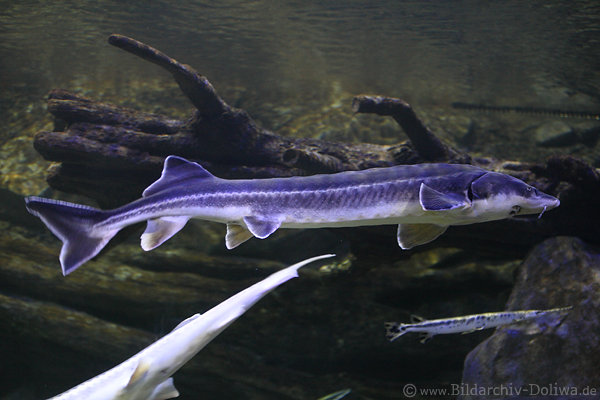 Stör schwimmender Langfisch blau Unterwasser lebend