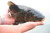 Schleie Fischbild präsentiert in Angler Händen gefischt im Süsswassersee