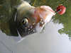 Brachsen Fischbilder Brase Lasch Breitling Blei Abramis brama Fotos Infos