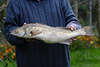 608208_ Zander Stizostedion lucioperca Fisch Foto, Süsswasserfisch Raubfisch in Fischers Händen, Angler Trophäe
