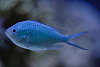 707076  Riffbarsch Chromis viridis, Schwalbenschwänzchen, hellblaues Kleintier, Schwarmfisch in Fischfoto