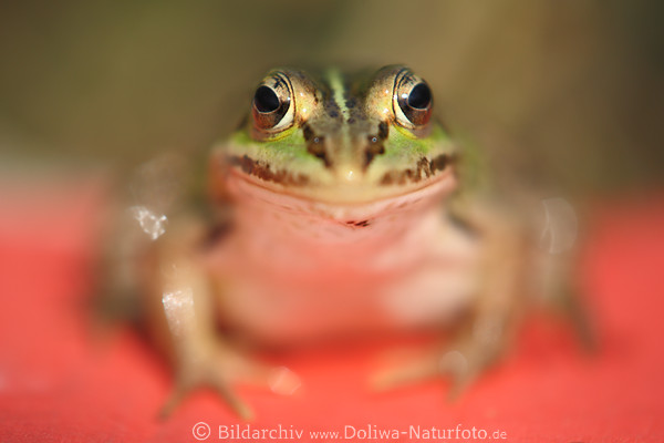 Frosch-Großaugen im Fokus Tiermaul Schnauze Sitzporträt