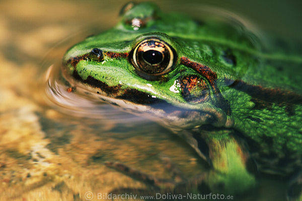 Frosch-Profilfoto Grüntier im Klarwasser