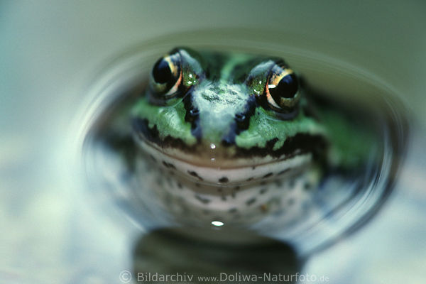Frosch in Wasserdelle grünes Tier Großporträt