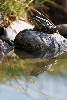 0267_ Wasserfrosch Naturfoto auf Stein Tierportrait Spiegelbild im Teichwasser