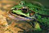 0451_ Frosch-Profilfoto Bild im Klarwasser Tier Makroportrait Postermotiv seitliches Blick