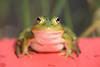 1302186_Frosch Foto Sitzporträt auf Rotboden Großaugen Tierschnauze Makrobild mit Mücke am Kopf