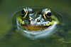 307110_ Froschmaul Augen Tauch-Porträt in Wasser Tierblick Naturbild