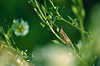 307115_Grashüpfer Tier Naturfoto versteckt im Kleepflanzenfeld ist sehr Gesangfreundlich, dessen Zirpen