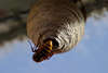 701777_ Wespe am Nestloch krabbeln Insekt Tierchen Foto Wespenart Hornisse, Faltenwespe, Papierwespe
