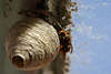 701783_ Wespe am Nestbau krabbeln über Wespennest Foto kugelförmiges Bruthaus mit Loch unter Glasdach